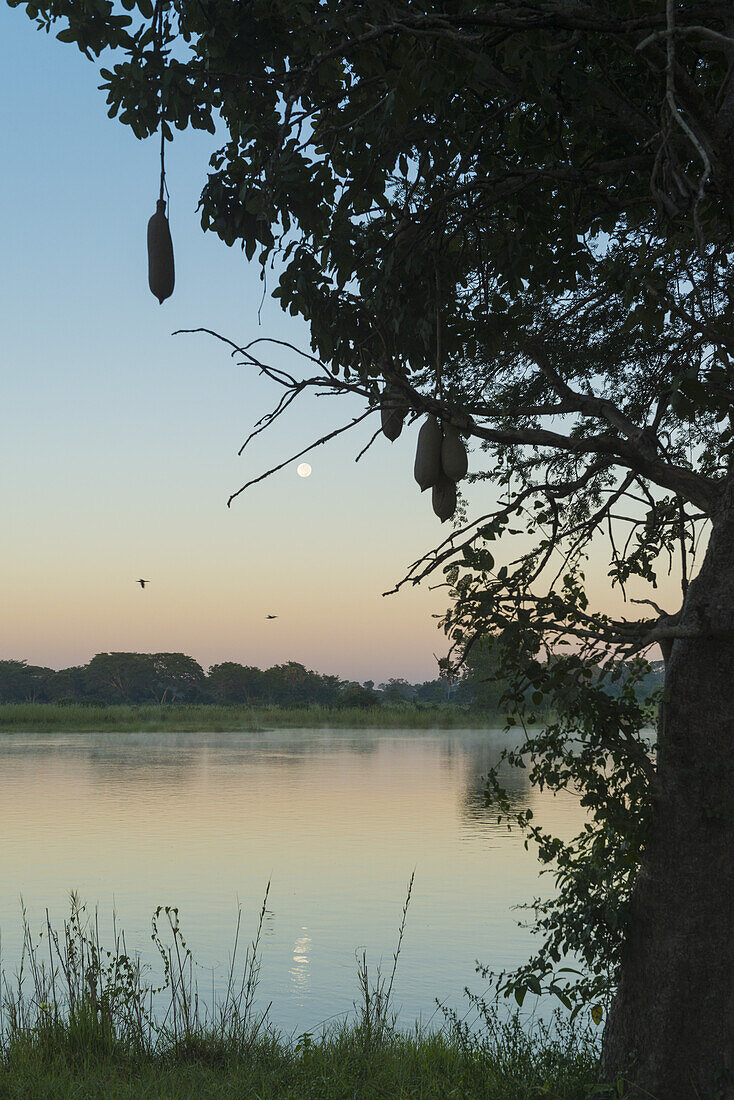 Moon Setting Over The Shire River At Dawn, Liwonde National Park; Malawi