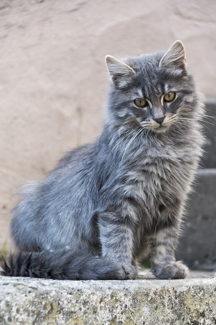 Porträt einer grauen Katze, die auf einer Stufe steht; Paphos, Zypern