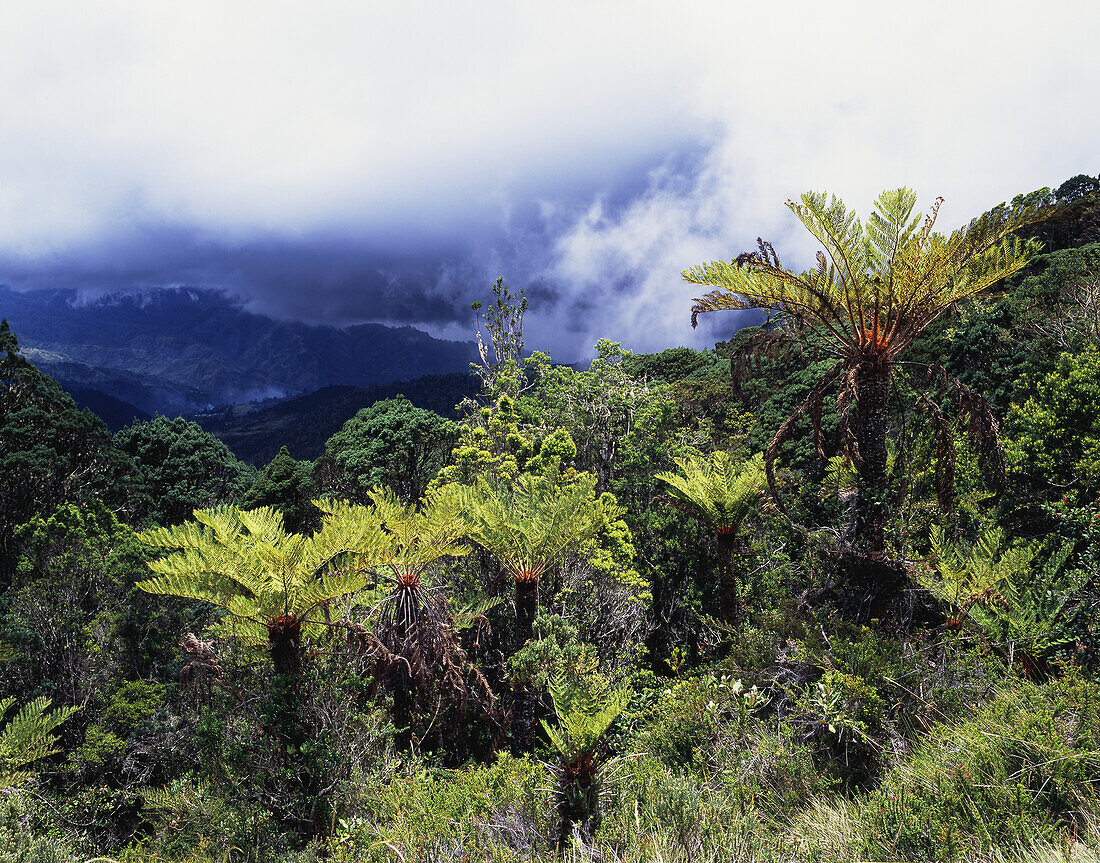 Riesenfarne auf dem Mt. Wilhelm, dem höchsten Berg Papua-Neuguineas; Simbu-Provinz, Papua-Neuguinea