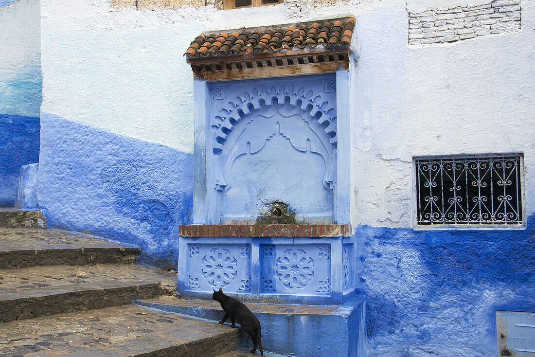 Black Cat Walking Up Stairs Past Water Fountain; Chefchaouen, Morocco