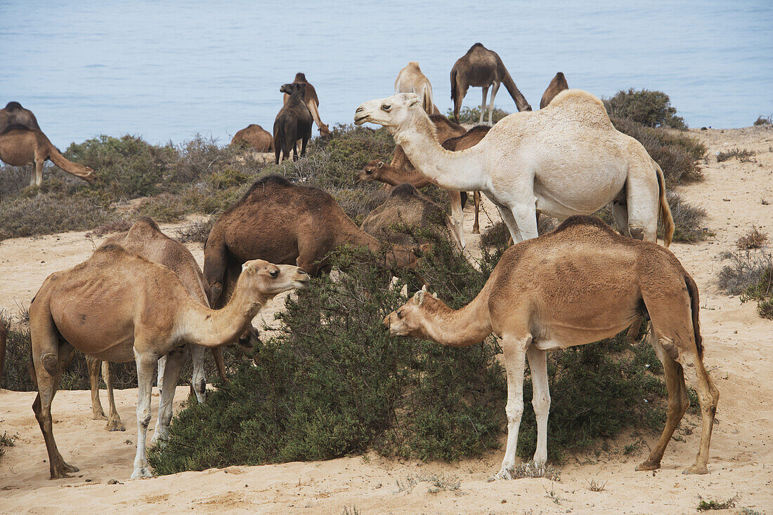 Einhöckrige Kamelgruppe frisst einheimischen Busch in den Sanddünen; Agadir-Ida Ou Tanane, Marokko