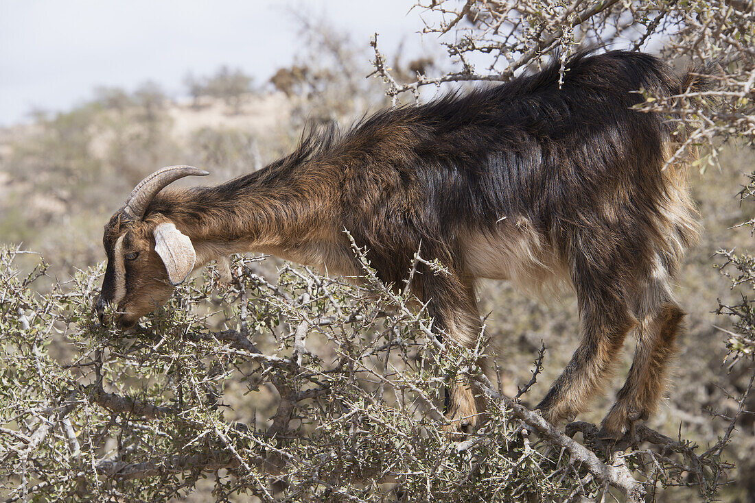 Ziege weidet auf einem Arganbaum und steht auf einer Gliedmaße inmitten von Dornen; Agadir-Ida Ou Tanane, Marokko