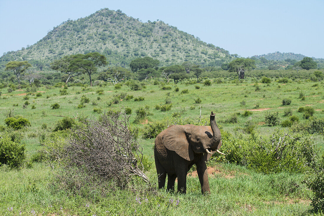 Afrikanischer Elefant erhebt seinen Rüssel in der Savanne des Tarangire-Nationalparks; Tansania