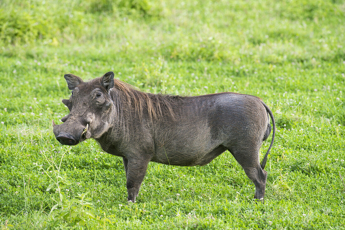 Männliches Warzenschwein steht im Grasland des Ngorongoro-Kraters; Tansania