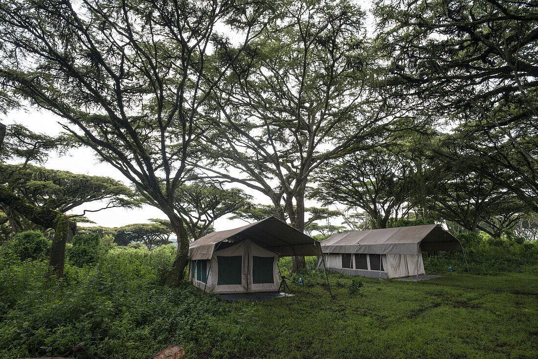 Safari-Camp Zelte am Rande des Ngorongoro-Kraters; Tansania