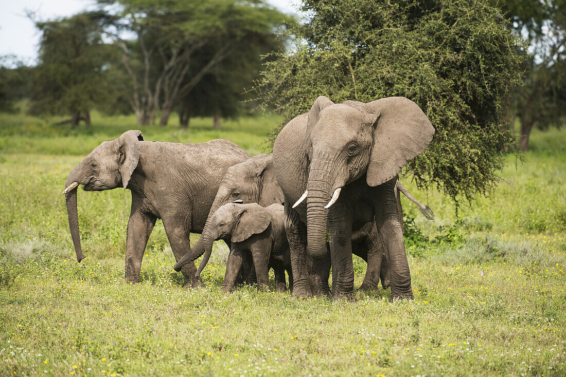 Elefantenfamilie in der afrikanischen Savanne in der Nähe von Ndutu, Ngorongoro-Krater-Naturschutzgebiet; Tansania