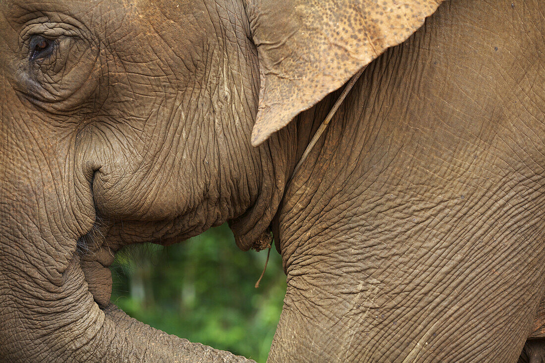 Elephant; Mondulkiri, Cambodia