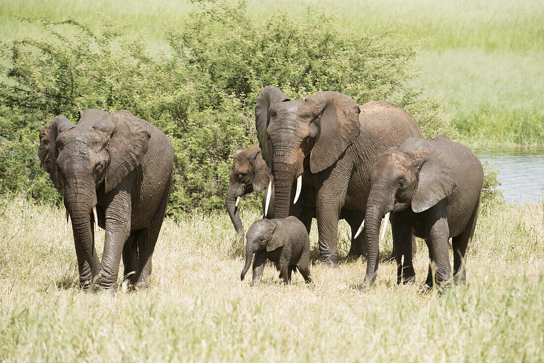 Elefantenfamilie mit kleinem Baby im Silae-Sumpf im Tarangire-Nationalpark; Tansania
