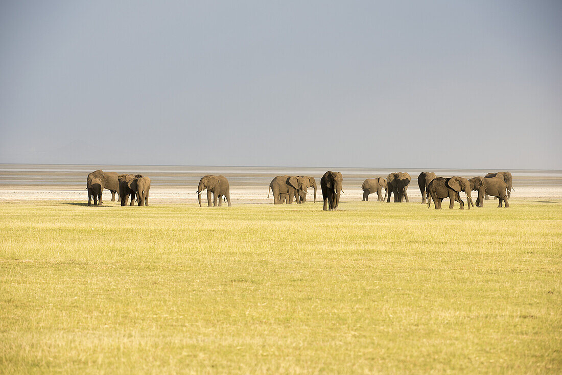 Elefantenherde im Lake Manyara National Park; Tansania
