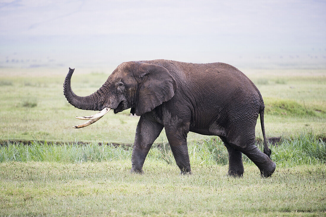 Großer Elefantenbulle wandert mit erhobenem Rüssel im Ngorongoro-Krater; Tansania