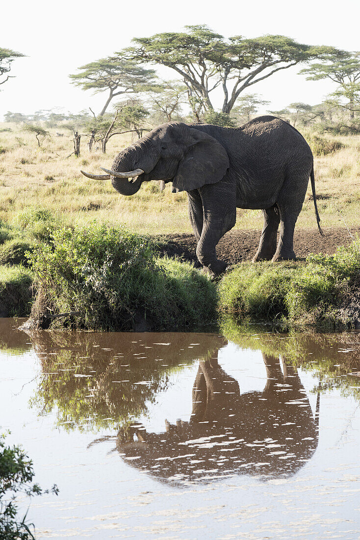 Elefant spiegelt sich im Wasserloch in der Nähe von Seronera im Serengeti-Nationalpark; Tansania