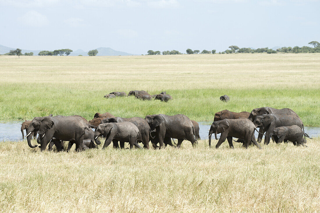 Elefantenfamiliengruppe im Silale-Sumpf im Tarangire-Nationalpark; Tansania