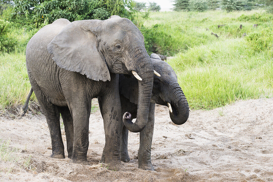 Elefanten holen Wasser aus einem von ihnen gegrabenen Sandloch im Manyara-See-Nationalpark; Tansania