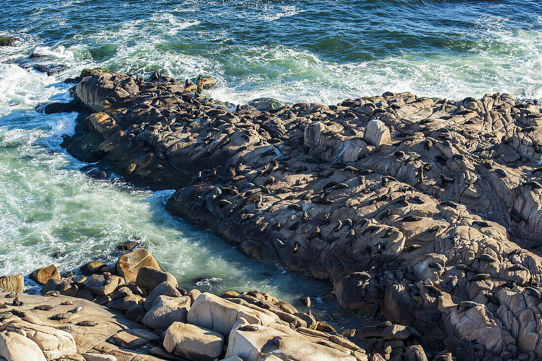 Seelöwen, die sich auf einem Felsen in der Sonne aalen; Cabo Polonio, Uruguay