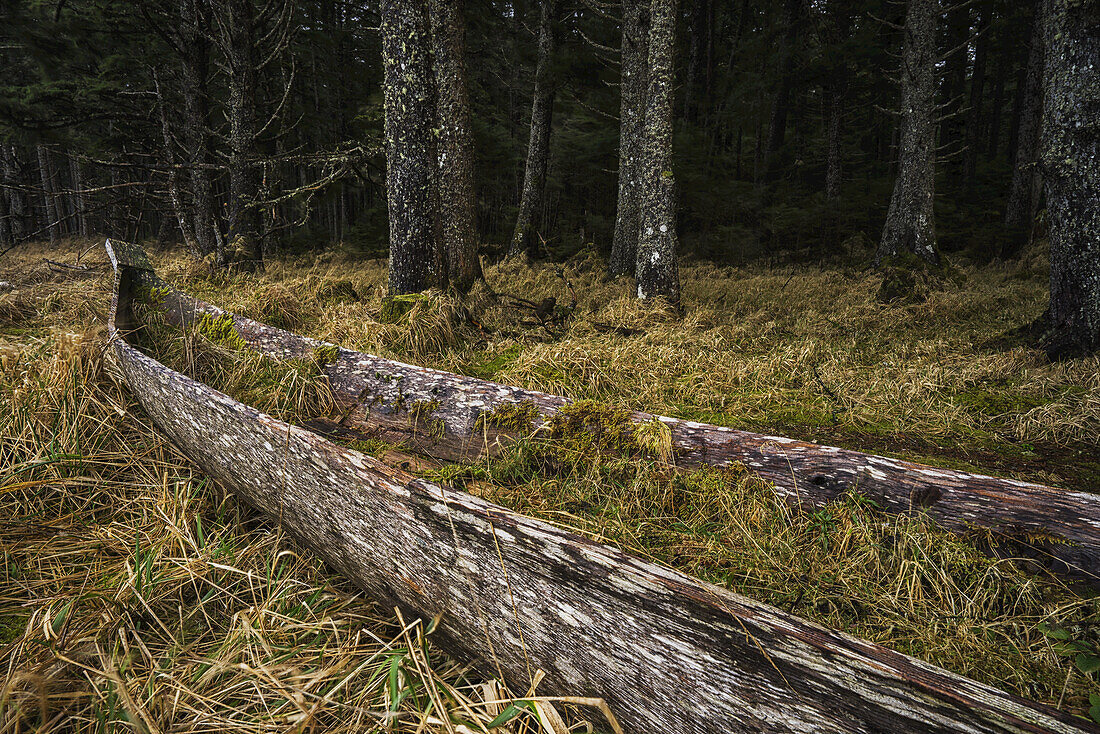 An Old Canoe Lies Forgotten In The Forests Of Naikoon Provincial Park, Haida Gwaii; British Columbia, Canada