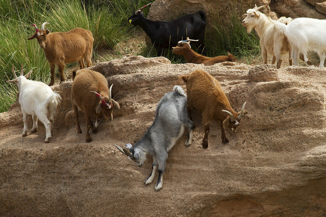 Goats, Bulgan, South Gobi Province, Mongolia
