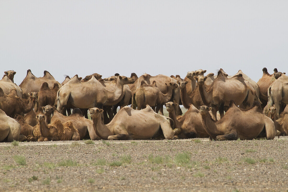 Baktrische Kamele (Camelus Bactrianus), Wüste Gobi, Provinz Südgobi, Mongolei