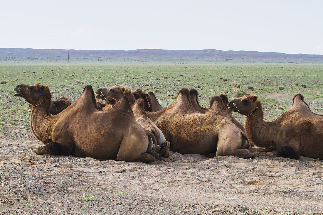 Trampeltiere (Camelus Bactrianus), Gobi Gurvansaikhan National Park, Ã-mnÃ¶govi Provinz, Mongolei