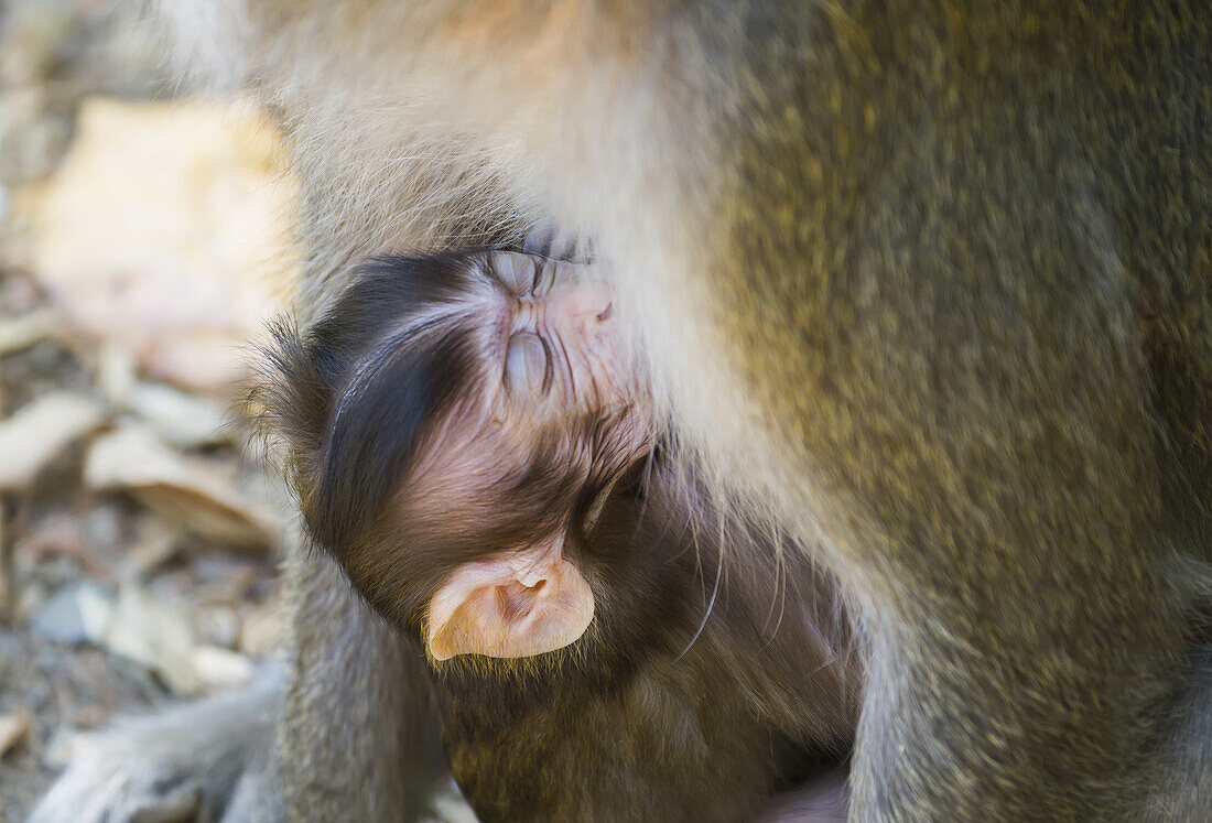 Crab-Eating Macaque (Macaca Fascicularis) And Her Offspring In The Monkey Forest, Lombok, West Nusa Tenggara, Indonesia