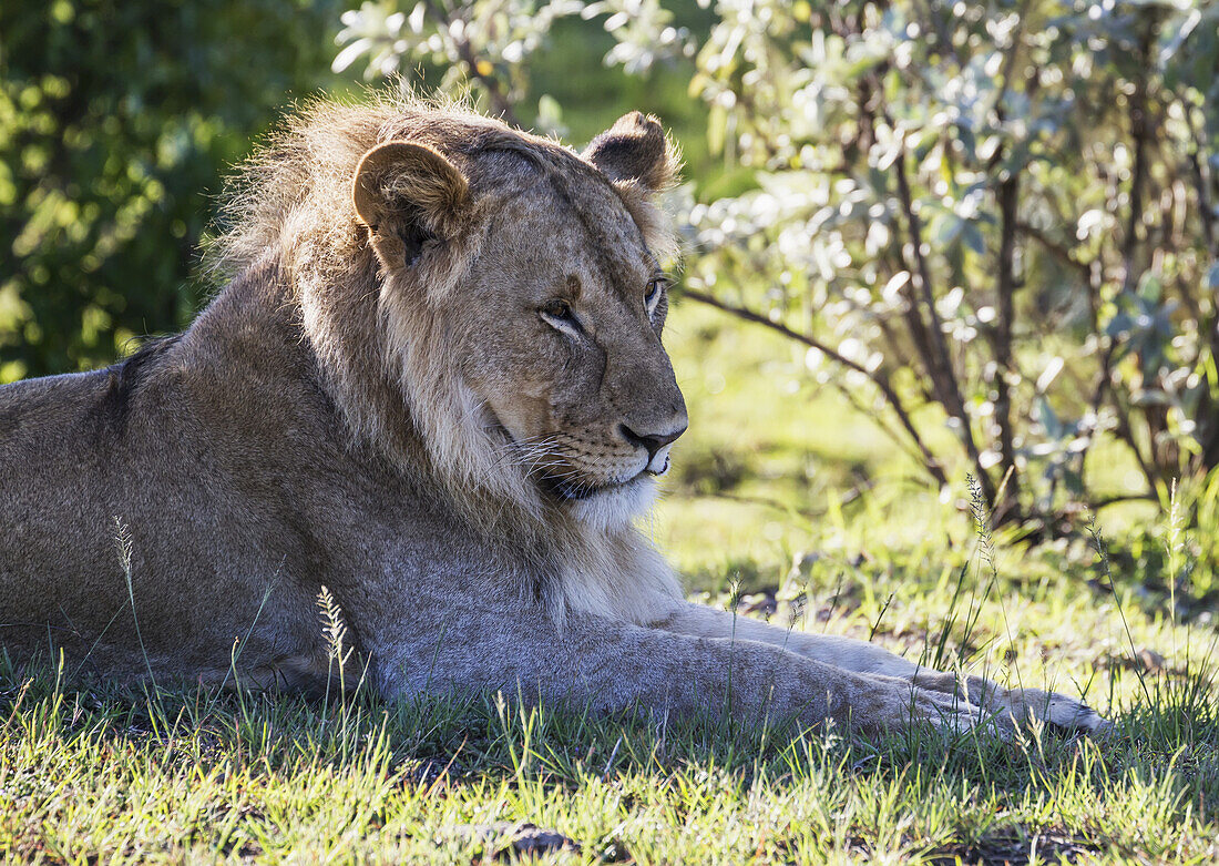 Männlicher Ostafrikanischer Löwe (Panthera Leo Nubica), Mara Naboisho Conservancy; Kenia