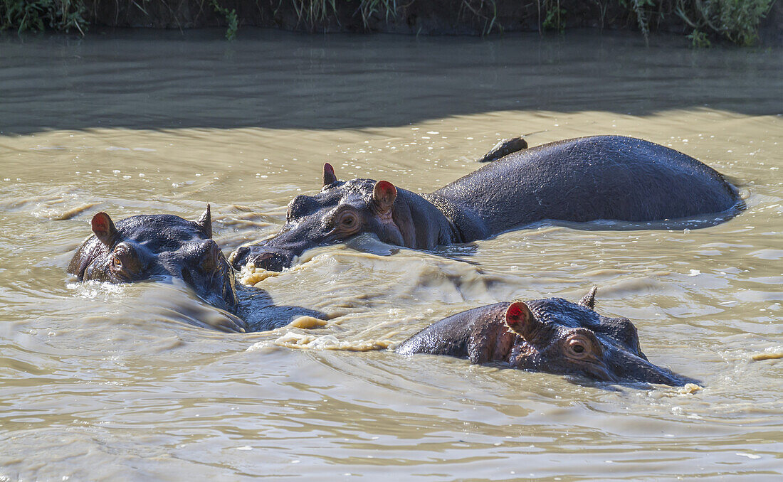 Flusspferde (Hippopotamus Amphibius) in einem Flusspferdbecken, Mara Naboisho Conservancy; Kenia