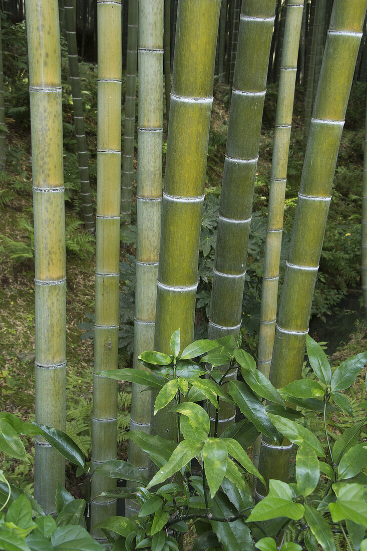 Close Up Image Of Bamboo Tree Trunks; Arashiyama, Kyoto, Japan