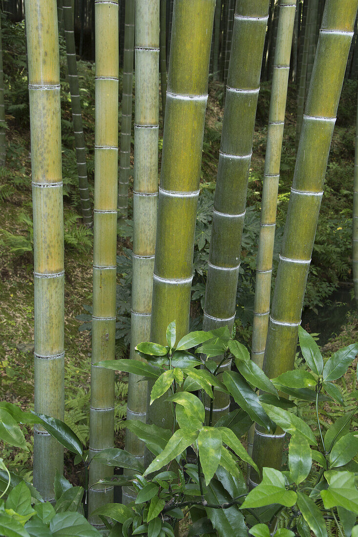 Nahaufnahme von Bambus-Baumstämmen; Arashiyama, Kyoto, Japan