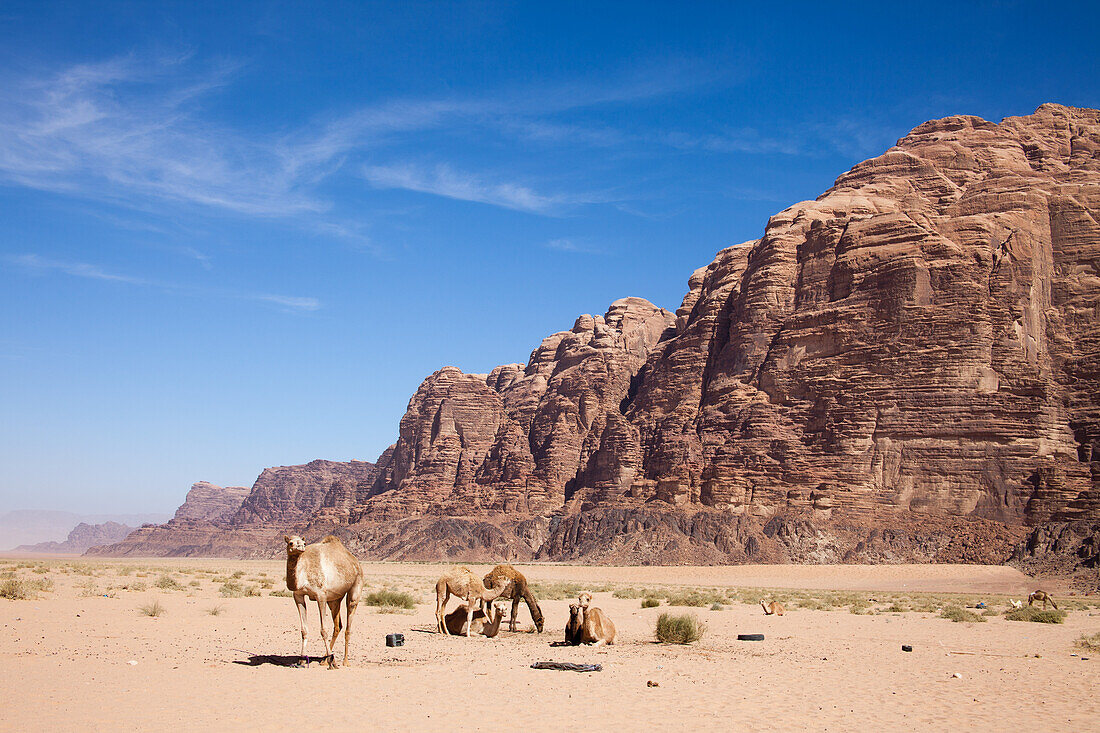 Kamele; Wadi Rum, Jordanien