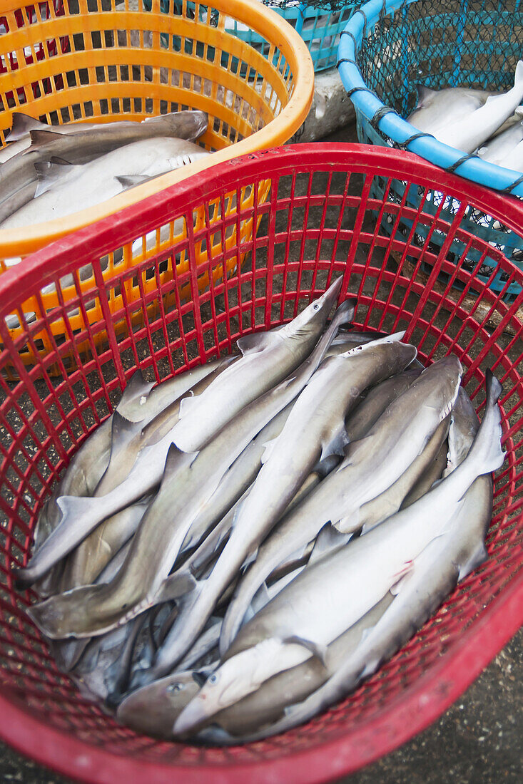 Einige kleine Haie in einem roten Plastikkorb vom Bashi-Markt; Xiamen, Provinz Fujian, China