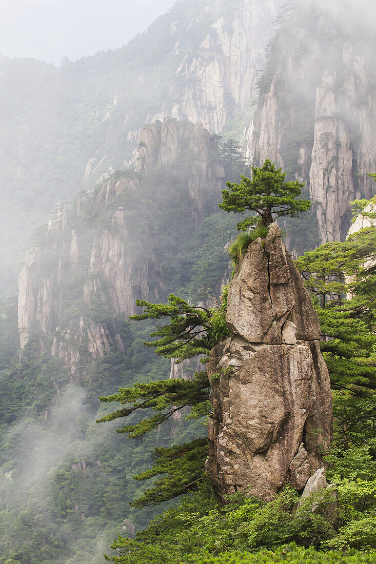 A Flower Blooming On A Brush Tip Formation In The North Sea Scenic Area, Mount Huangshan, Anhui, China