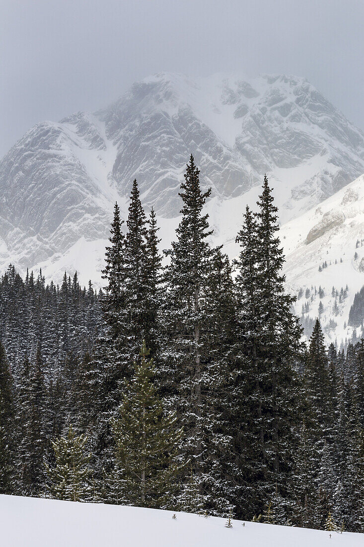 Schneebedeckte immergrüne Bäume mit einem verschneiten Berghintergrund; Kananaskis Country, Alberta, Kanada
