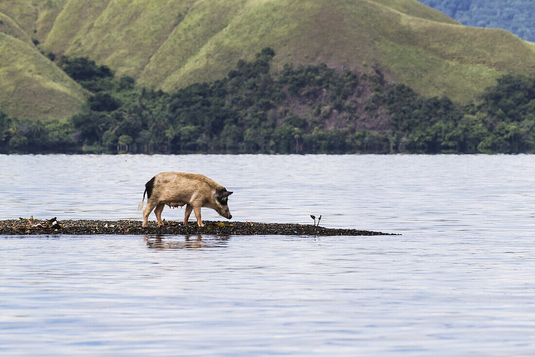 Schwein auf einer Halbinsel auf Pulao Aiyapo, Insel im Sentanisee, Papua, Indonesien