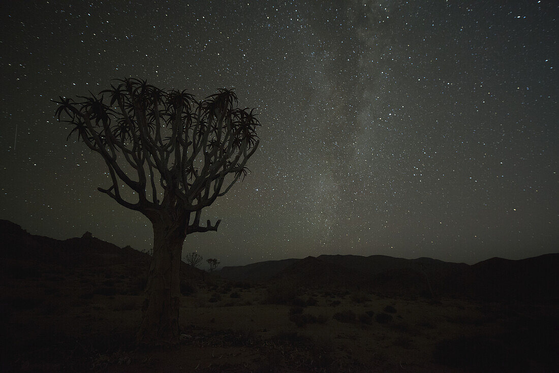 Kookerboom Tree With Milky Way, Richtersveld National Park; South Africa