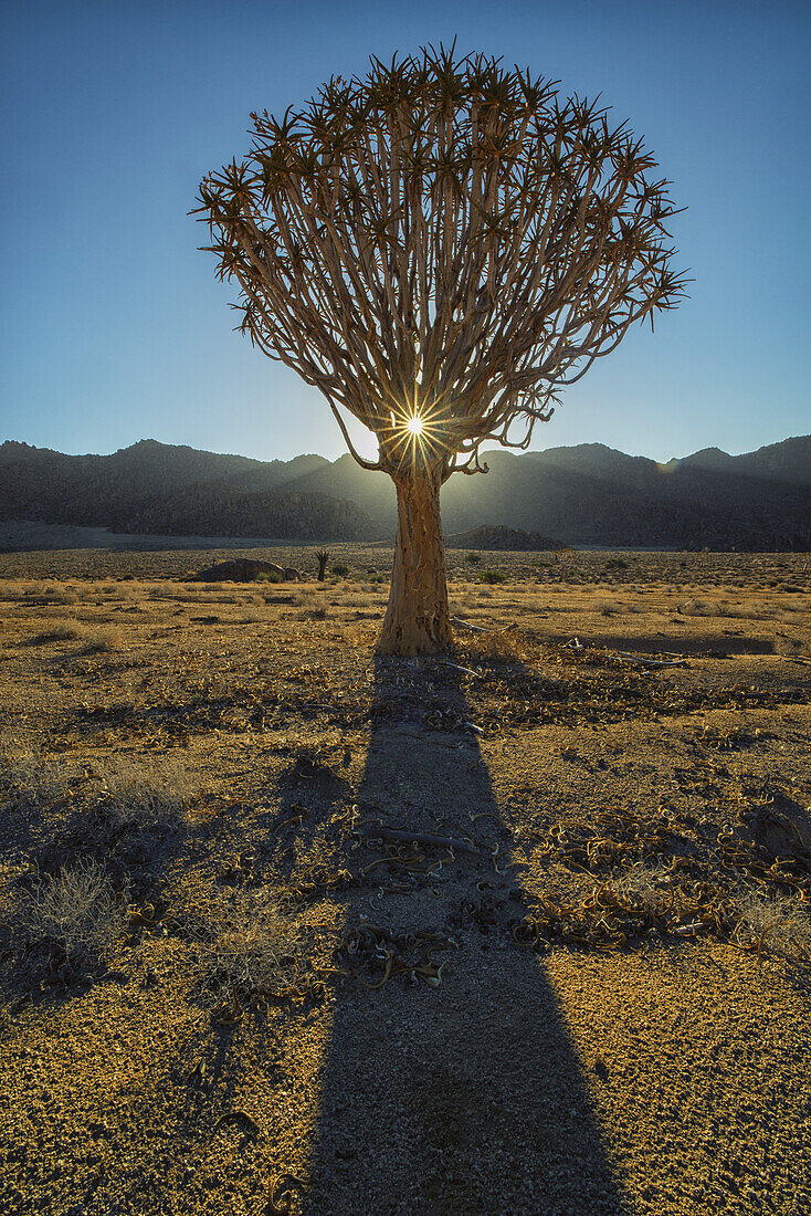 Sunburst Through A Kookerboom Tree In Richtersveld National Park; South Africa