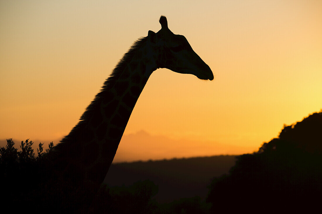 Silhouette Of A Giraffe; South Africa