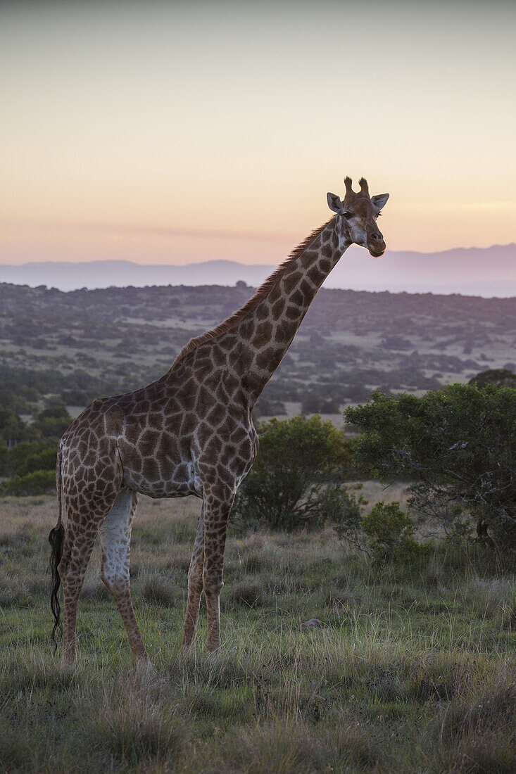 Giraffe spaziert bei Sonnenuntergang; Südafrika