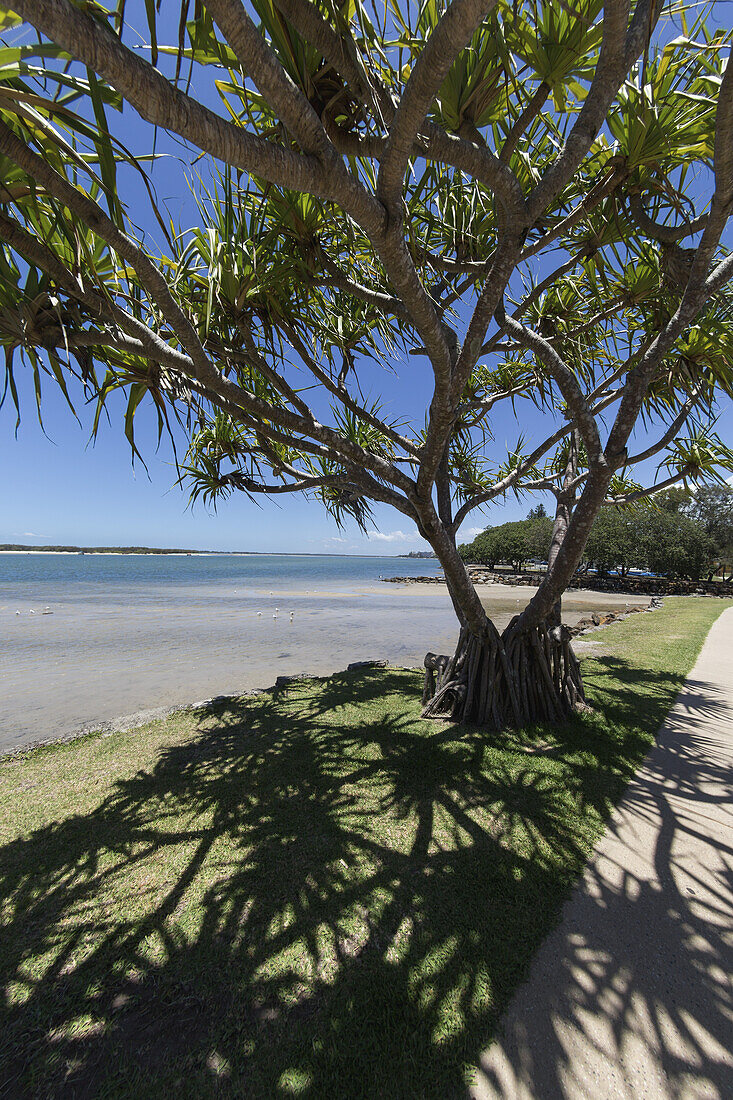 Ein Baum wirft einen Schatten auf das Gras neben dem Strand; Caloundra, Queensland, Australien