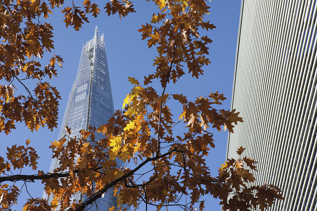 Autumn Foliage With The Shard Skyscraper By Renzo Piano Behind, Near London Bridge On The South Bank; London, England