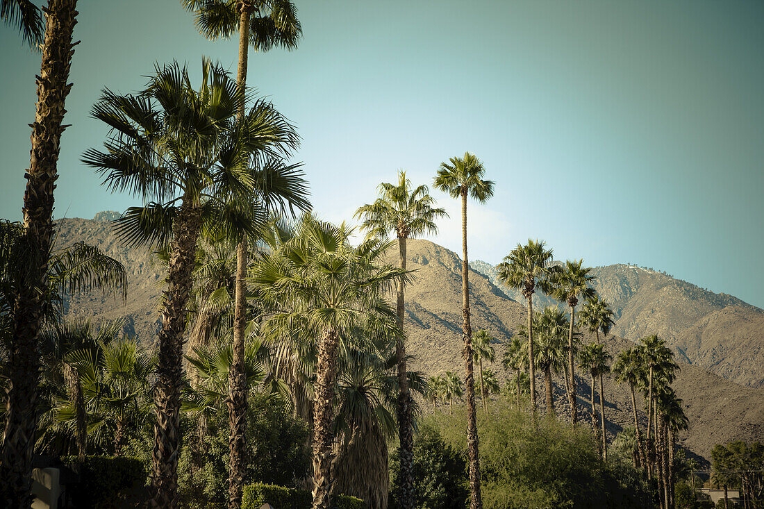 Palmen vor türkisblauem Himmel und kargen Bergen im Hintergrund; Palm Springs, Kalifornien, Vereinigte Staaten von Amerika