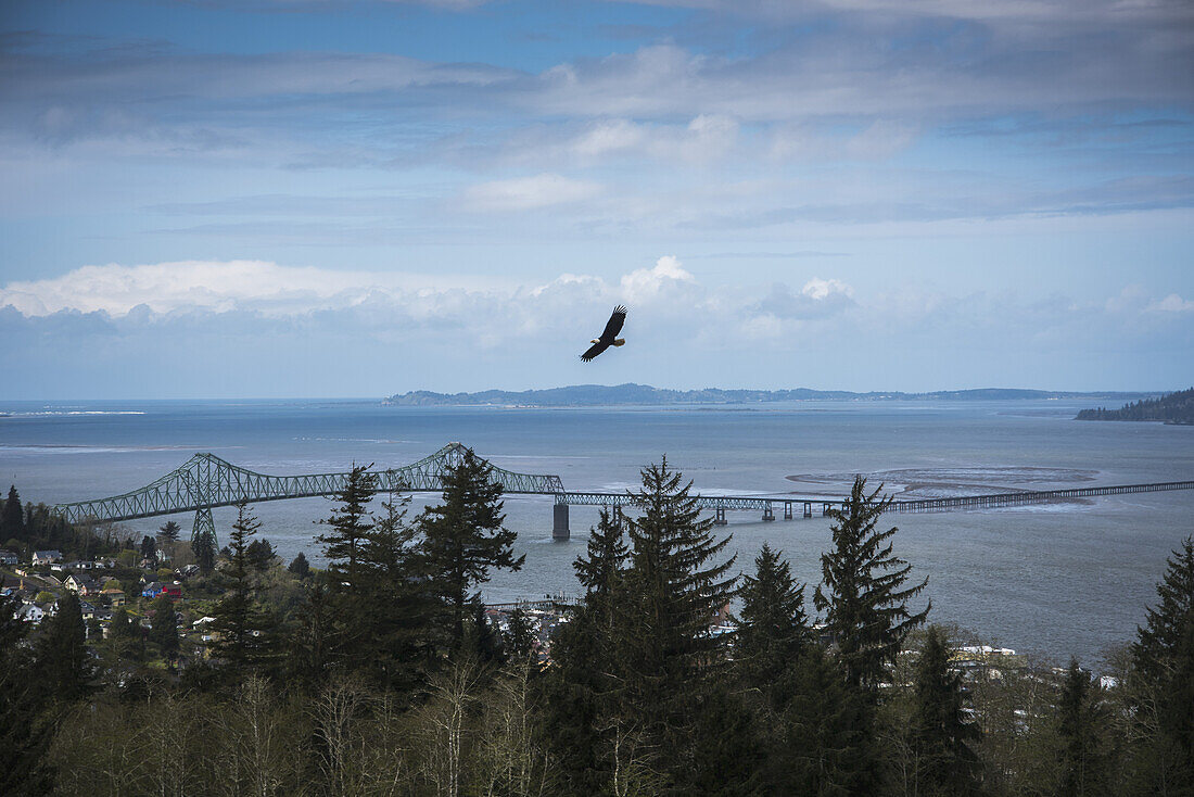 Ein Weißkopfseeadler (Haliaeetus Leucocephalus) schwebt über den Bäumen über der Stadt Astoria; Astoria, Oregon, Vereinigte Staaten Von Amerika