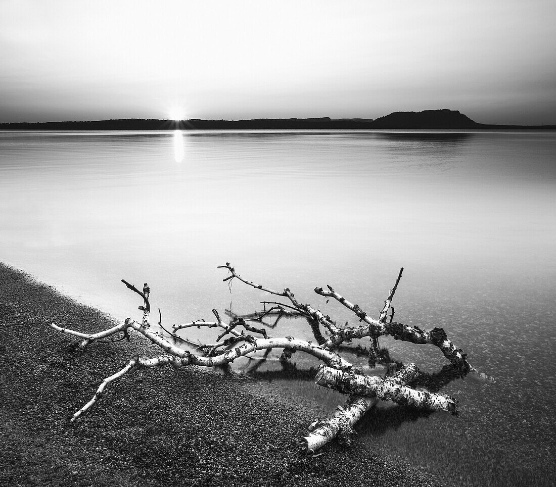 Birkenzweige an den Ufern des Lake Superior; Thunder Bay, Ontario, Kanada