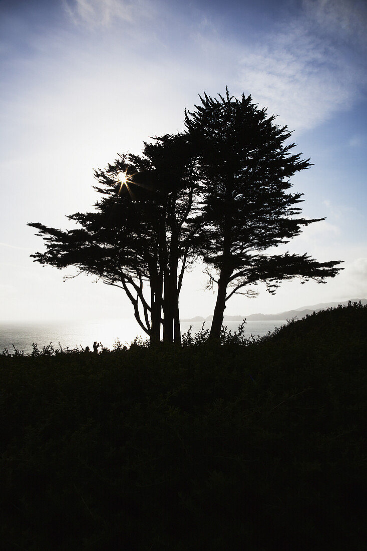 Die Silhouette eines Baumes gegen einen strahlend blauen Himmel und Wolken mit der Pazifikküste am Fort Point; San Francisco, Kalifornien, Vereinigte Staaten von Amerika