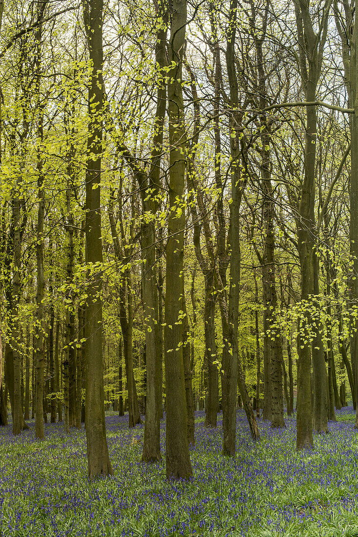 Feld mit Blauglocken zwischen den Bäumen; Tring, Borough Of Dacorum, Hertfordshire, England
