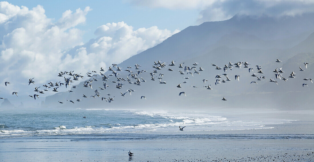 Schwarm Weißstirnseeschwalben (Sterna Striata) im Flug am Rapahoe Beach, an der Westküste der Südinsel; Neuseeland