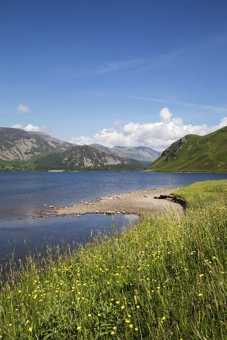 Wildblumen wachsen am Ufer eines Bergsees; Cumbria, England