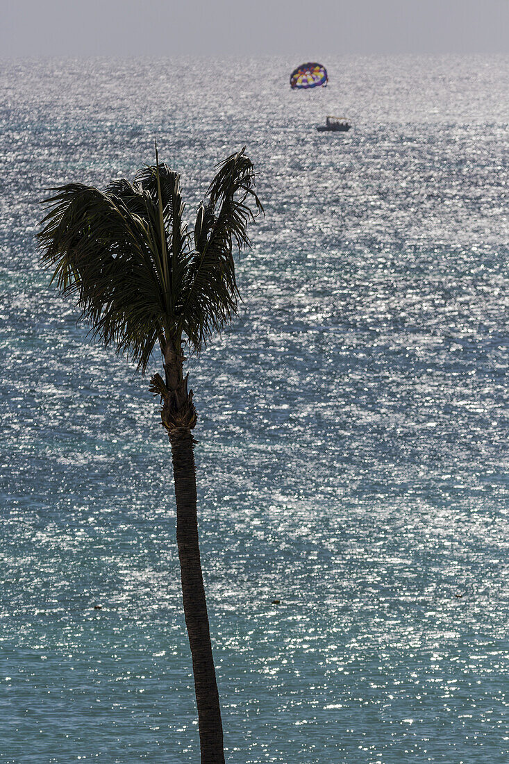 Einsame Kokospalme mit einem Gleitschirm auf dem blauen Karibischen Meer; Aruba