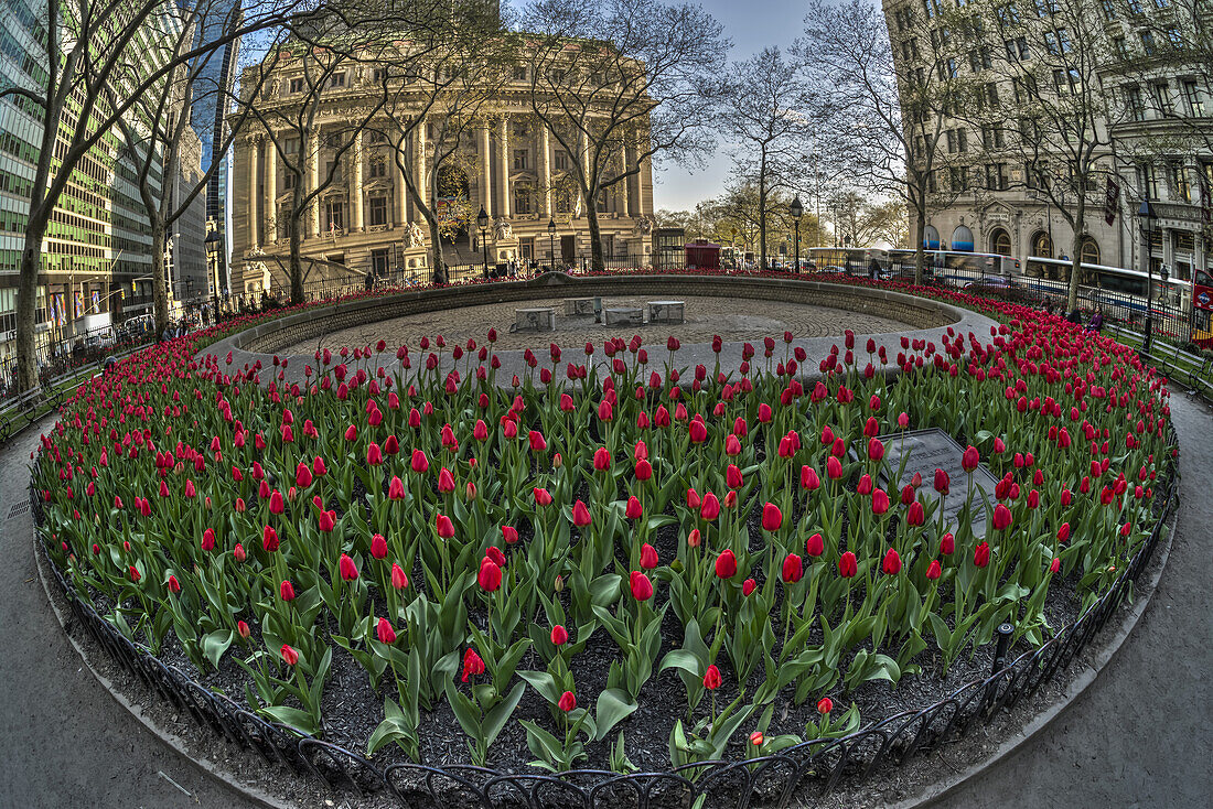 Tulip Display In Bowling Green Park; New York City, New York, United States Of America