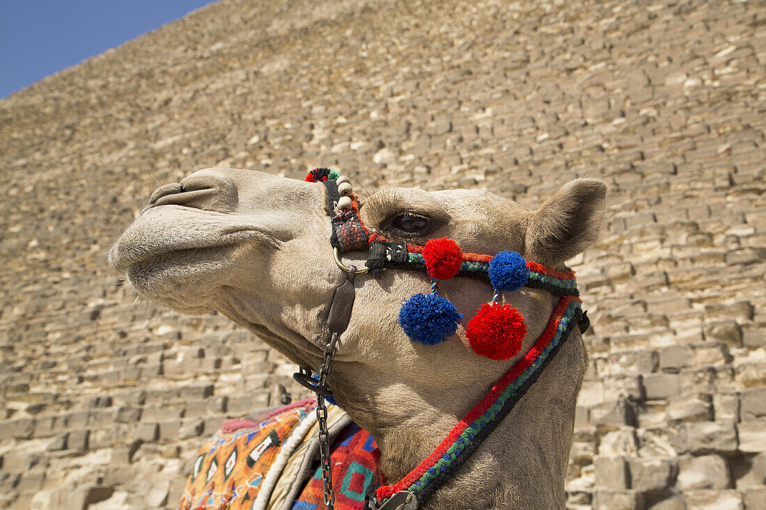 Kamel, Große Cheopspyramide (Hintergrund), Die Pyramiden von Gizeh; Gizeh, Ägypten