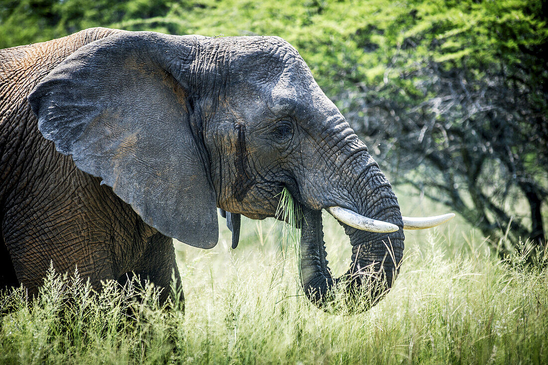 Elefant (Elephantidae) bei der Fütterung im Dinokeng-Wildreservat; Südafrika