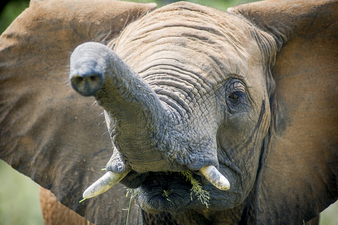 Elefanten (Elephantidae) bei der Fütterung im Dinokeng-Wildreservat; Südafrika